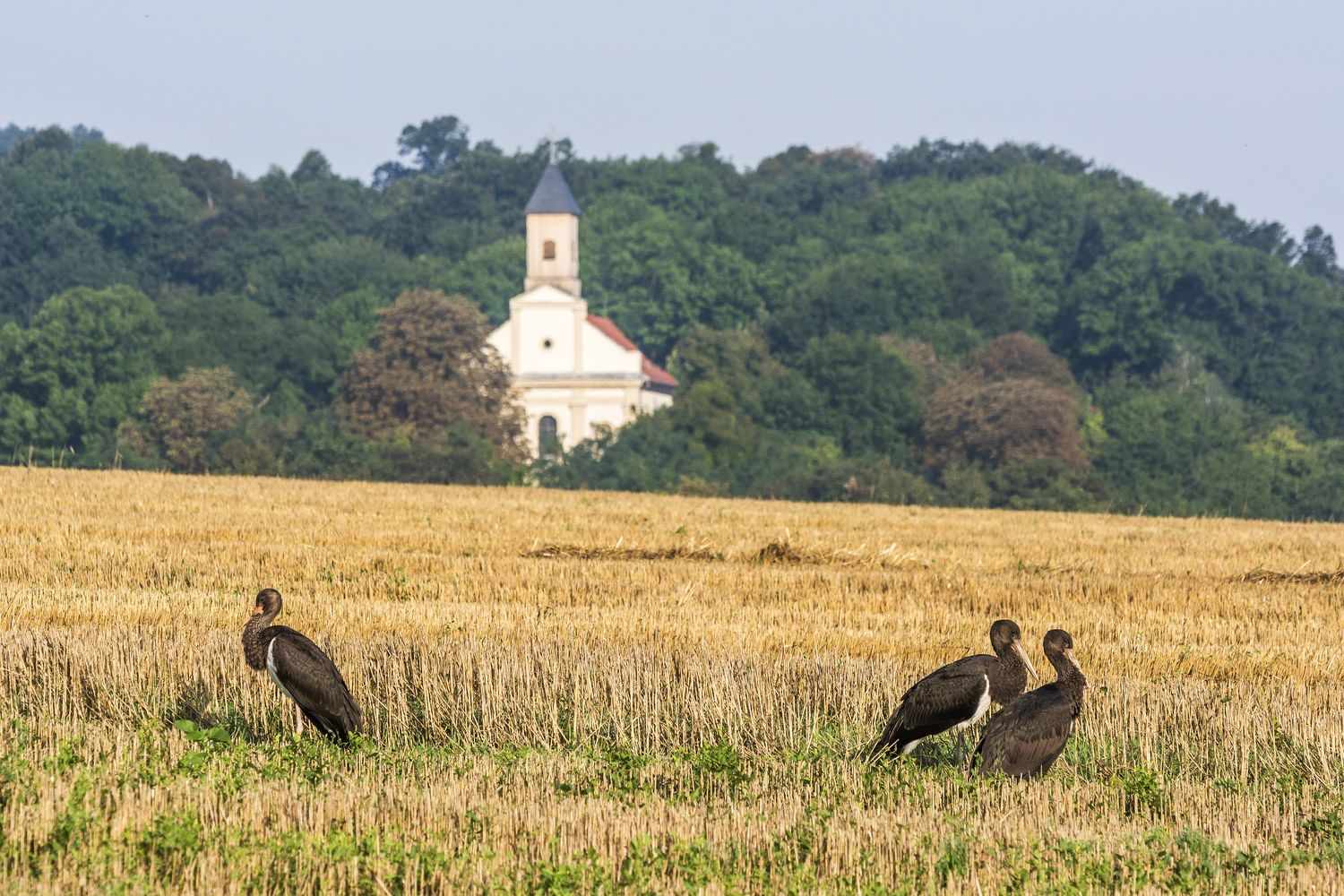 Fekete gólyák (Péliföldszentkereszt)k